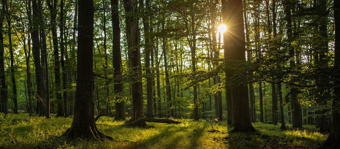 Headerbild - Impressum